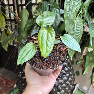 Anthurium ximeportilla x nigrolaminum
