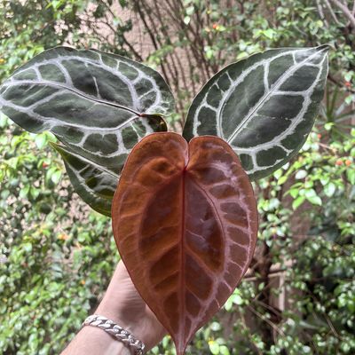 Anthurium (zara 33 x home sweet home  32) x (crystallinum select larger 53 x angela 35)