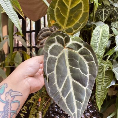Anthurium zara x michelle