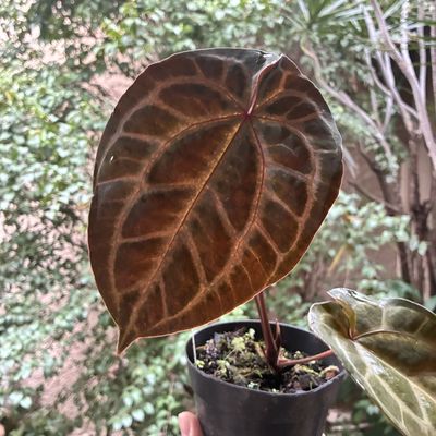 Anthurium zara x michelle