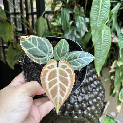 Anthurium zara x michelle