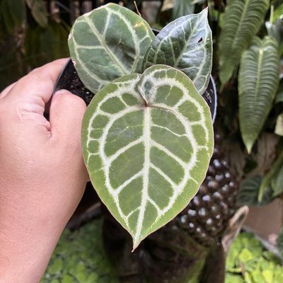 Anthurium zara x michelle