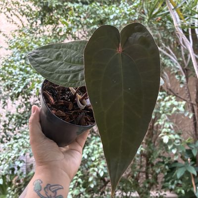 Anthurium (zara x michelle) x Red Dark Phoenix