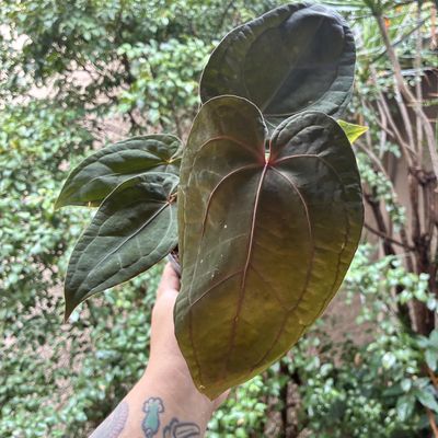 Anthurium (zara x michelle) x Red Dark Phoenix