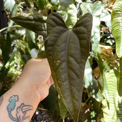 Antthurium ‘Luxury Jungle’ (nigrolaminum gigi x luxurians)