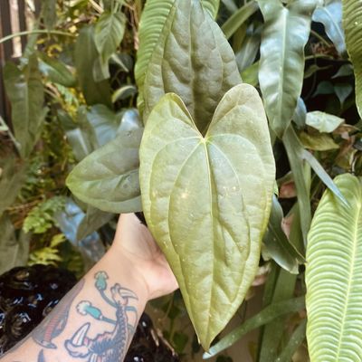 Antthurium ‘Luxury Jungle’ (nigrolaminum gigi x luxurians)