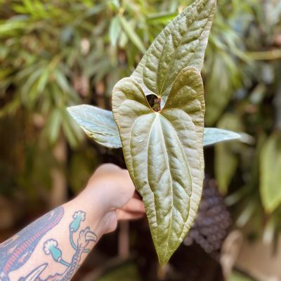 Antthurium ‘Luxury Jungle’ x papilillaminum