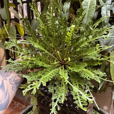 Asplenium kenzoi