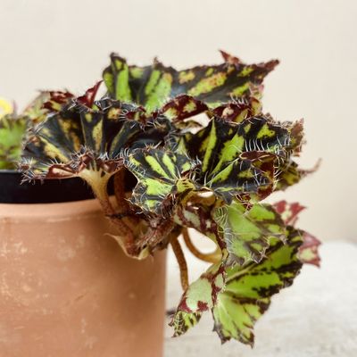 Begônia ‘China Doll’