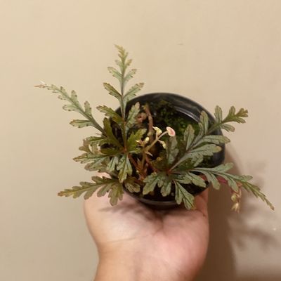 Begônia polilloensis