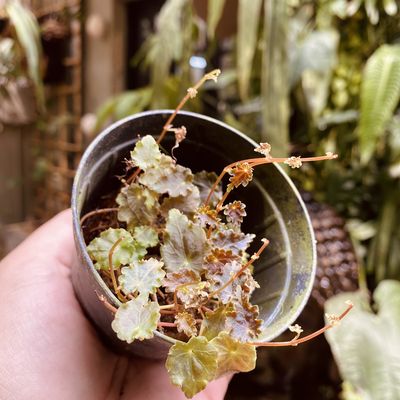 Begonia sp. sect. gobenia