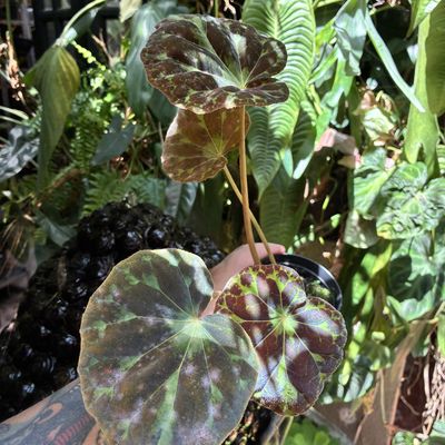 Begonia barsalouxiae