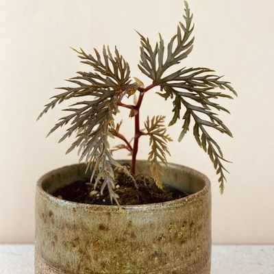 Begonia bippinatifida