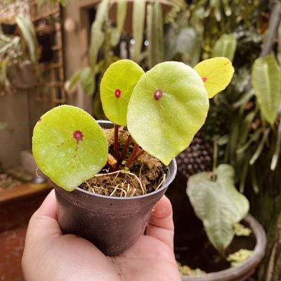 Begonia conchifolia var rubrimacula