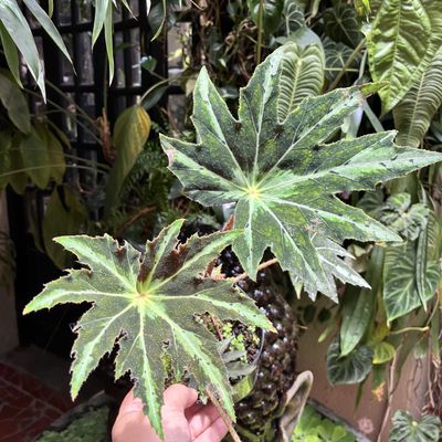 Begonia heracleifolia