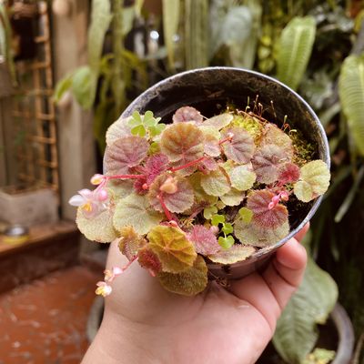 Begonia hoehneana