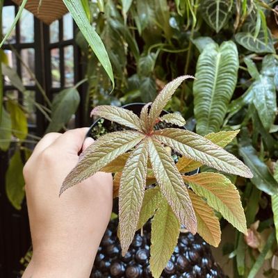 Begonia luxurians