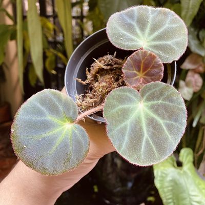 Begonia nür (subacida x hoehneana)