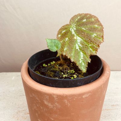 Begonia postulata