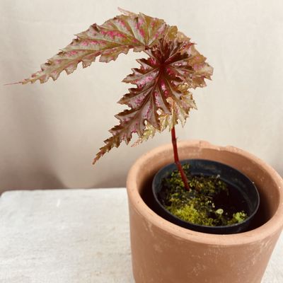 Begonia serratipetala