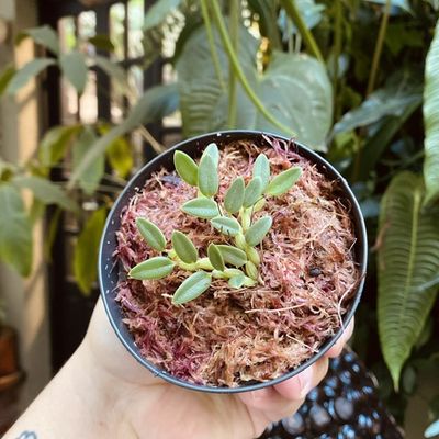 Bulbophyllum dolichoglottis