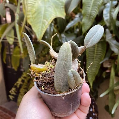 Bulbophyllum frostii