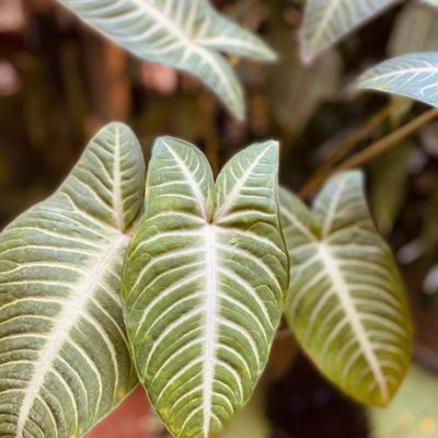 Caladium lindenii