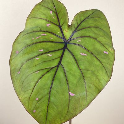Caladium rubicundum