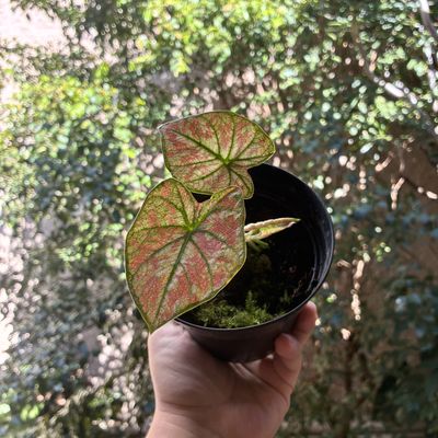 Caladium universe