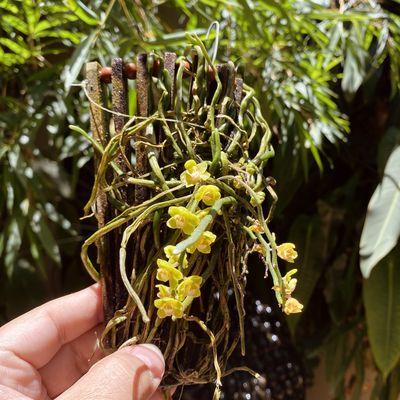 Chiloschista viridiflava