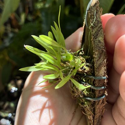 Dendrobium hekouense