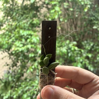 Dendrobium linguiforme
