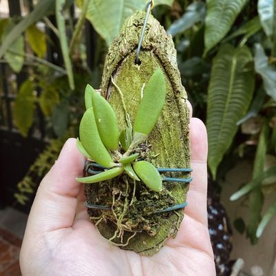 Dendrobium rigidum