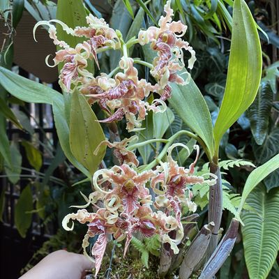 Dendrobium spectabile (grande)