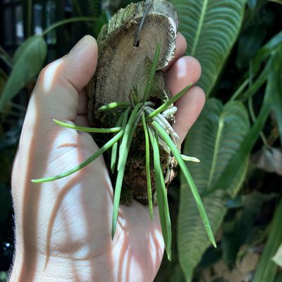 Dendrobium teretifolium