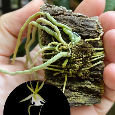 Dendrophylax sallei