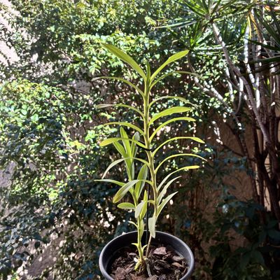 Dichaea glauca