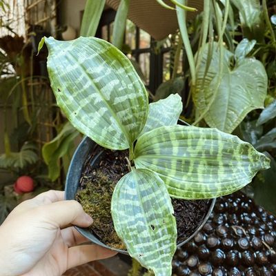 Dracaena goldieana