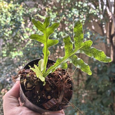 Drynaria bonii Dwarf
