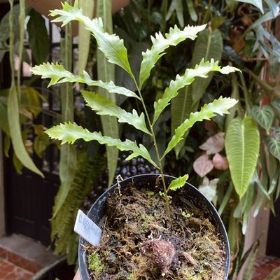 Drynaria rigidula ‘whitei’