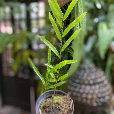 Drynaria rigidula wild form