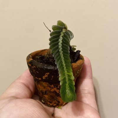 Elatostema salvinioides