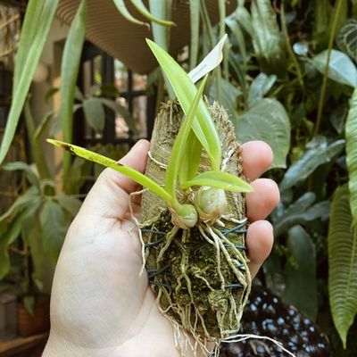 Encyclia plicata