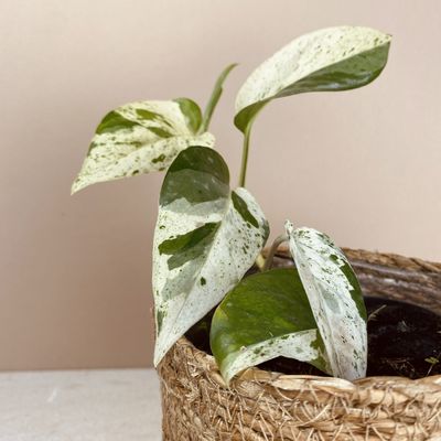 Epipremnum pinnatum ‘Marble Queen’