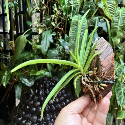 Holcoglossum amesianum