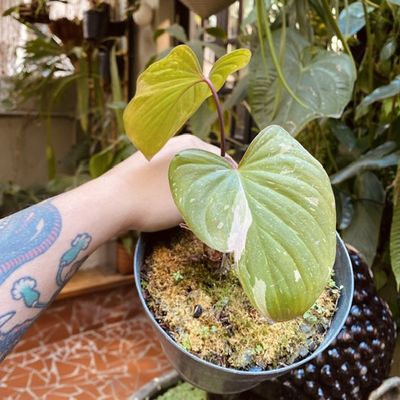Homalomena erubescens "stardust"