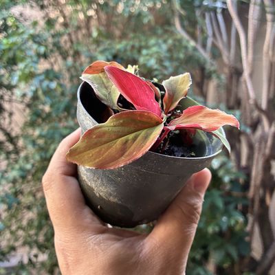 Homalomena sp black velvet