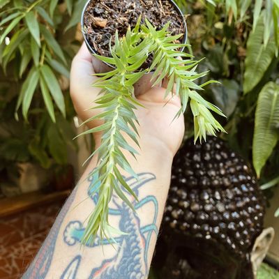 Huperzia goebelli "Malaysian Blue Tassel"