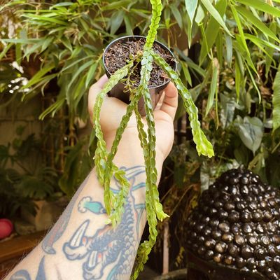 Huperzia nummularifolia