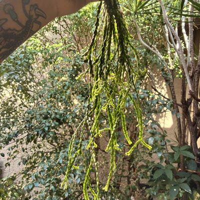 Huperzia nummularifolia (média)